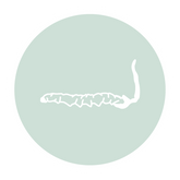 Cordyceps-Moody Girl Chocolate