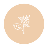 Horney goat weed-Moody Girl Chocolate